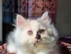 Persian Female Cat