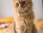 Persian Female Cat