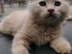Persian Female Cat