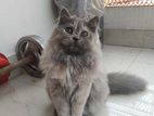 Persian Female Cat
