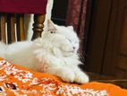 Persian female cat,