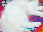 Persian Female Cat