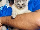 Persian Female Cat