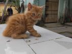 Persian Female Cat