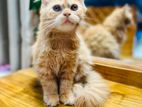 Persian female cat