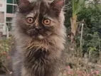 Persian Female Cat