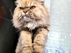 Persian Female Cat