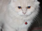 Persian Female Cat