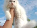 Persian Female Cat