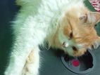 Persian Female Cat