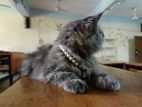 Persian Female cat