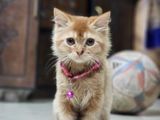 Persian Female Cat Ginger Color