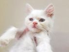 Persian female cat ( high quality)