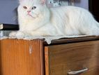 Persian Female Cat Odd Eyes 16 Month (পার্সিয়ান ফিমেইল)
