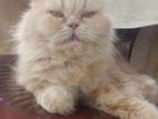 Persian female cat punch face