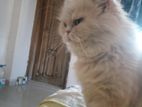 Persian female cat punch face