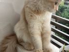 Persian Female Cat Pure