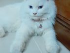 Persian female cat with light blue eyes