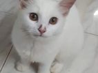 Persian Female Doll face cat
