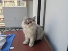 Persian Female