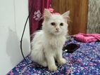 Persian Female cat