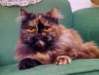 Persian (Female)