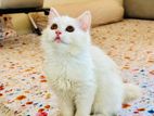 Persian Female