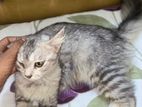Persian Female