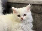 Persian Female