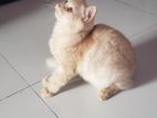 Persian female Ginger cat
