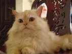 Persian Female High Quality
