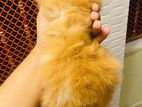 Persian female kitten 2 month age