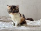 Persian Female Kitten