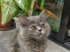 Persian Female Kitten