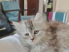 Persian Female Kitten