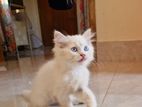 persian female kitten