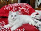 Persian Female Kitten