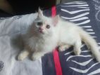 Persian Female Kitten