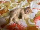 Persian Female Kitten sell
