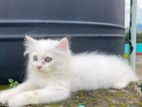 Persian Female Kitten sell