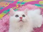 Persian female kitten