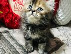 Persian female kitten