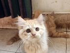 Persian Female Kitten