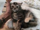 persian female kitten