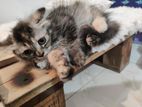 persian female kitten