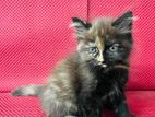 Persian female kitten