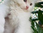 Persian Female kitten