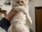 Persian Female Kitten sell