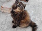 persian female kitten