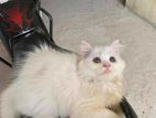 Persian Female Kitten